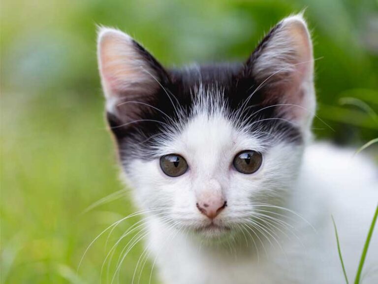 Tiere in Not unterstützen